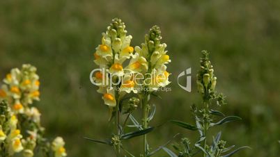 Antirrhinum majus and bumblebee fly out