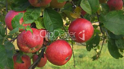 Rote, reife Äpfel an einem Apfelbaum
