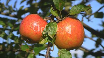 Zwei rote, reife Äpfel an einem Apfelbaum