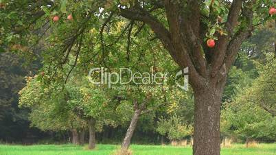 Apfelbaum mit reifen, roten Äpfeln
