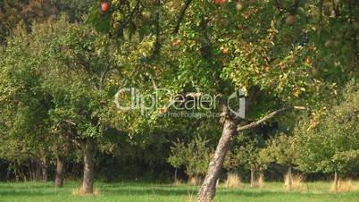 Apfelbäume auf einer grünen Wiese