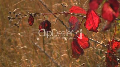 Rot gefärbte Himbeer-Blätter - Herbststimmung