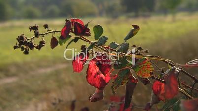 Rot gefärbte und grüne Blätter - Herbststimmung