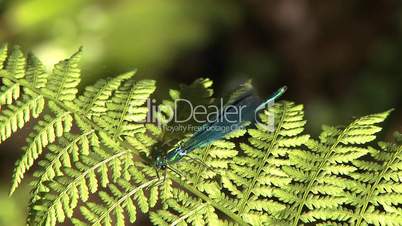 Blue dragonfly on leaf