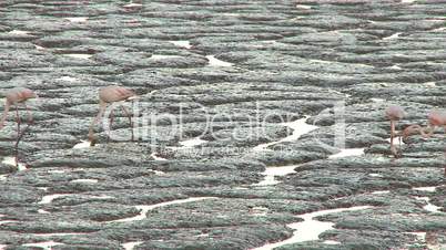 Flock of flamingos feeding in lake