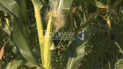 Corn field, cob