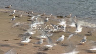 Seagulls resting on the beach, then fly