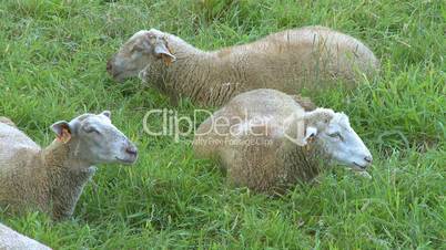 Sheep grazing in green field