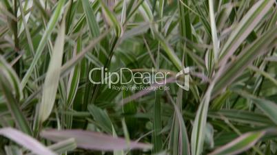 Grass on wind close up abstract background