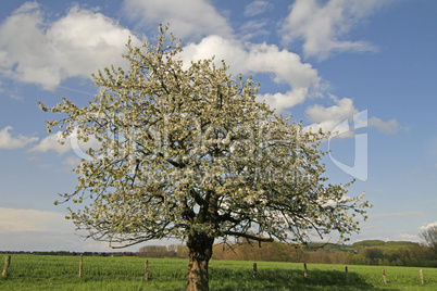 Apfelbaum in Georgsmarienhütte-Oesede