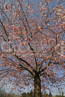 Prunus, Japanischer Kirschbaum