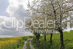 Weg mit Rapsfeld und Kirschbäumen