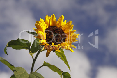 Helianthus annuus, Sonnenblume