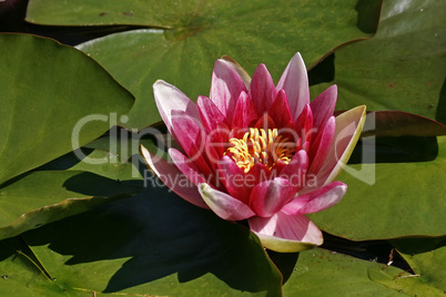 Nymphaea-Hybride, Seerose