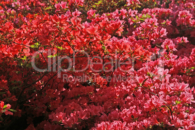 Rhododendron, Japanische Azalee