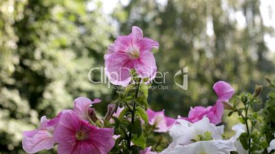 Petunia flower with green background