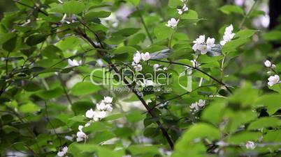 Apple blossom flower