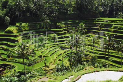 Rice Terrace Bali 1927