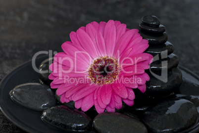 Gerbera pin k