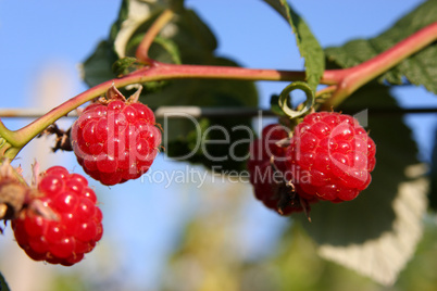 Himbeeren