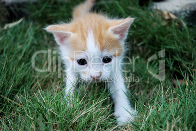 White-red kitten