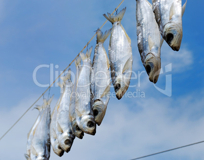 Dry fish