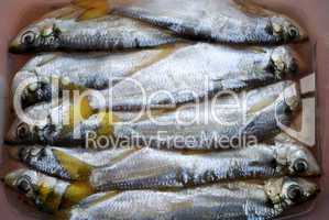 The salted fish-pelada