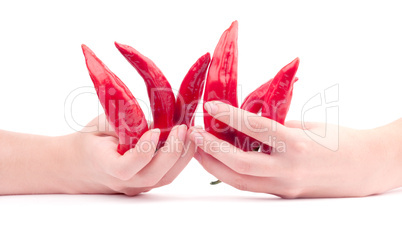 Red Pepper Chilli in the Hands