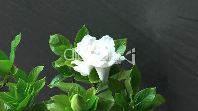 Gardenia augusta - Gardenie mit Regentropfen