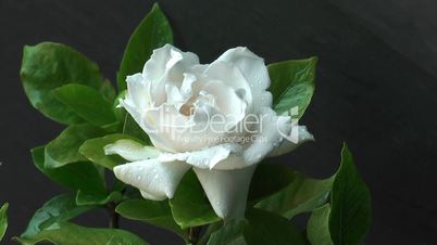 Gardenia augusta - Gardenie mit Regentropfen