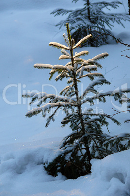 Light on small fir tree