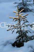 Light on small fir tree