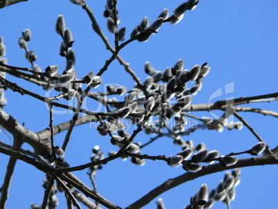 Pussy-willow on blue sky