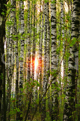 Sun in birch grove