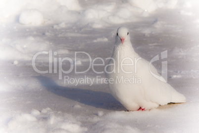 White pigeon on the snow