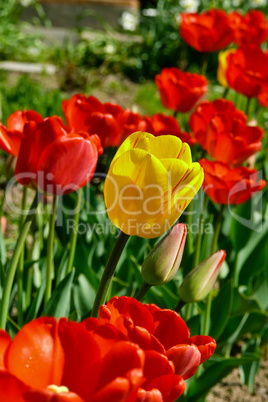 Yellow tulip