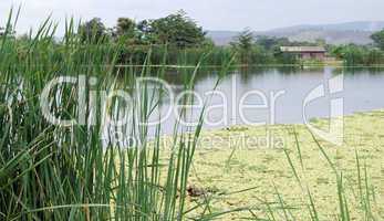 Duckweed on picturesque lake