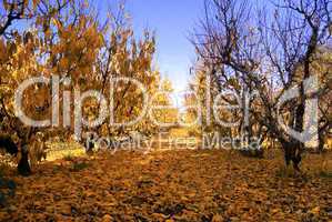 Apple Garden