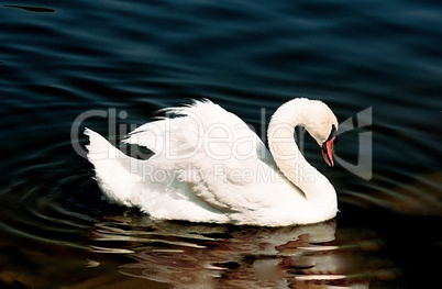 SWAN