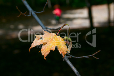 The last leaf