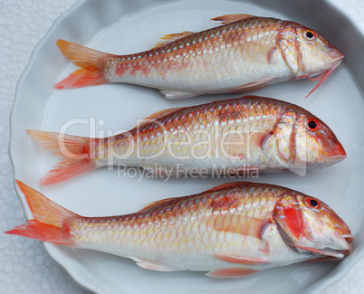 Red fishes