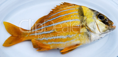Gold fresh fish