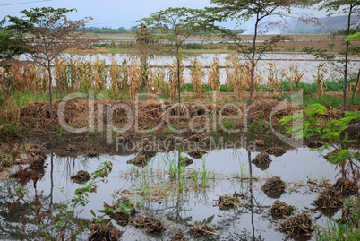 Rice fields after harvesting