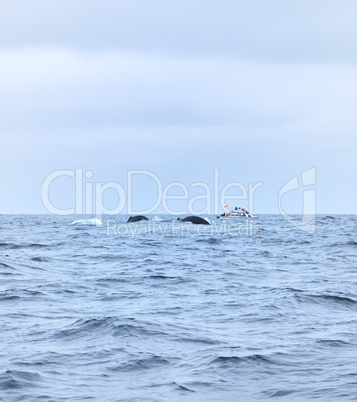 Humpbacked whales