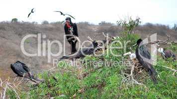 Frigate birds