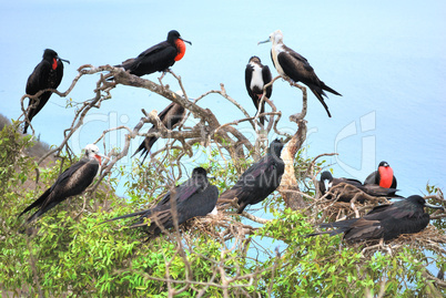 Colonia Fregata magnificens