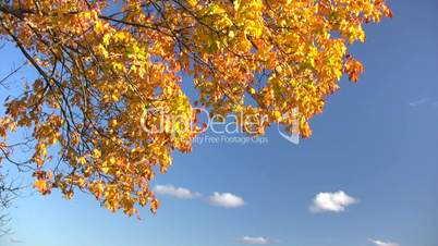 Autumn leaves against a blue sky with clouds