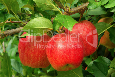 Apfel am Baum - apple on tree 11
