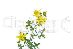 Johanniskraut - St Johns wort 06