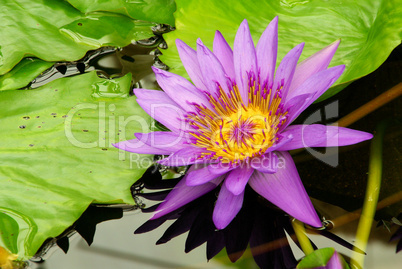 Seerose - water lily 12